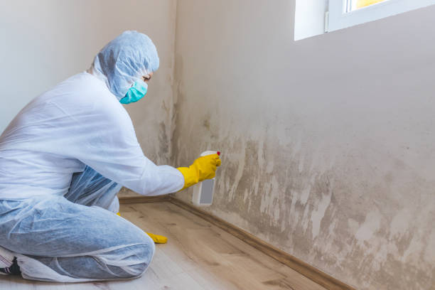 Licensed Basement Mold Remediation service in Northport, NY - WQB Mold Removal