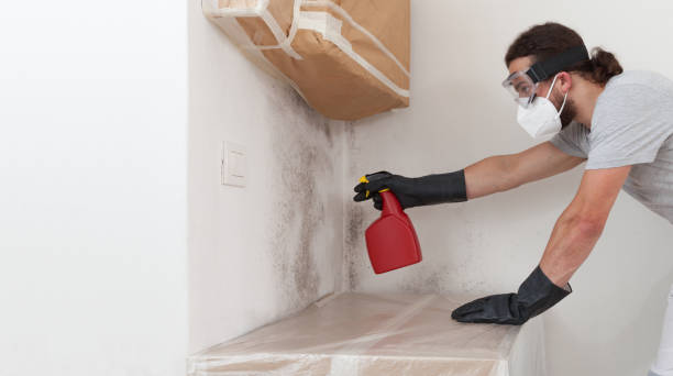 Professional Basement Mold Remediation technician working in Northport, NY