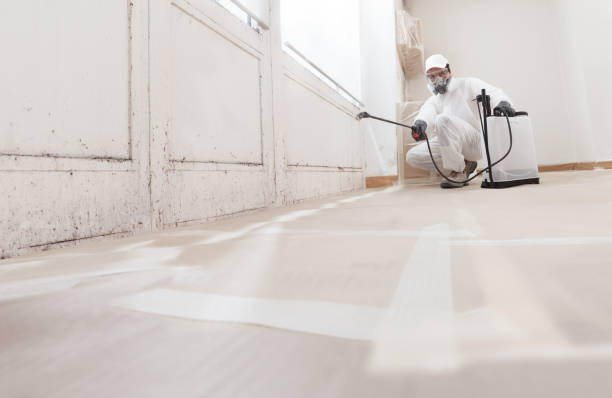 24/7 Emergency Basement Mold Remediation experts in Northport, NY